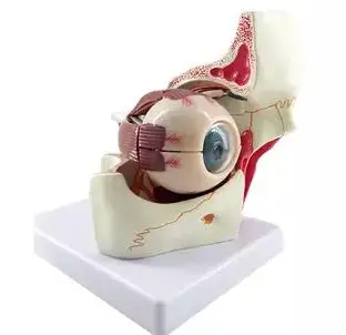 Моделиране на реалистичен модел на човешкото око Анатомия на очите Обучение модел на човешкото око