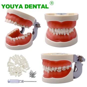 Обучение модел на зъби Dental Typodont с подвижни 32 бр. ввинчивающимися инструменти за демонстрация на зъбите, за студенти-стоматолози