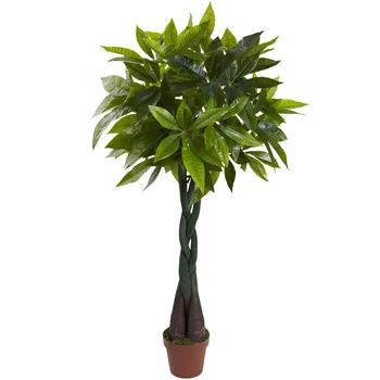 Парична растение с височина 4 инча (истинско докосване), зелено